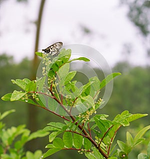 Australian Glasswing butterfly on Peppertree in flower