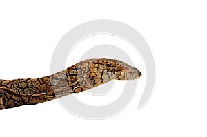 Australian Goanna Head photo