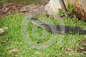 Australian goanna lace monitor in the grass