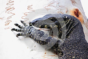 Australian Goanna/Lace Monitor (Varanus varius) photo