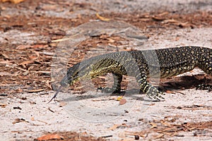 Australian Goanna/Lace Monitor (Varanus varius)