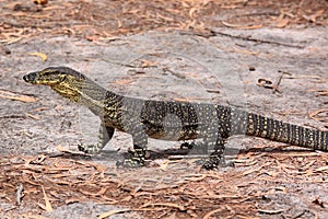 Australian Goanna/Lace Monitor (Varanus varius) photo