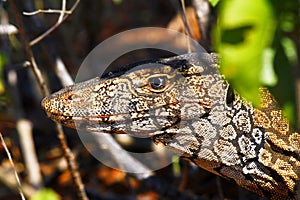 Australian Goanna/Lace Monitor (Varanus varius)