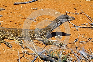 Australian Goanna/Lace Monitor (Varanus varius)