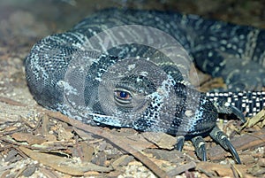 Australian Goanna Lizard