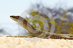 Australian Goanna(Varanus varius)