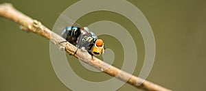 Australian Golden Bluebottle Blowfly