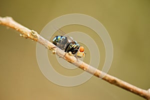 Australian Golden Bluebottle Blowfly