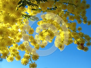 Australian Golden Wattle photo