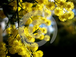 Australian Golden Wattle photo