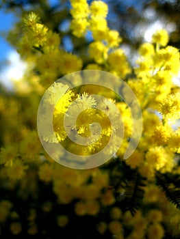 Australian Golden Wattle