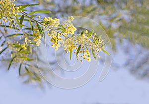 Australian Golden wattle Spring flowers Acacia fimbriata