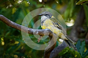 Australian golden whistler - Pachycephala pectoralis is a species of bird found in forest, woodland, mallee, mangrove and scrub in