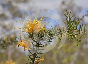 Australian golden wildflower Grevillea molonglo