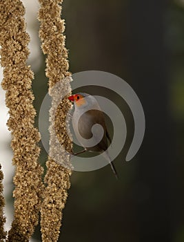 Australian Gouldian finch