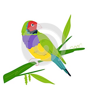 Australian Gouldian Finch on a branch