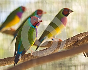 Australian gouldian finch native birds