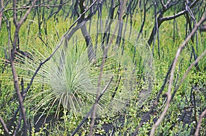 Australian grass tree regenerating after bushfire