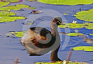 Australian Grebe on a waterlily covered lake