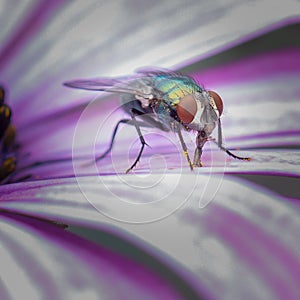 Australian green bottle fly feeding on a flower petal