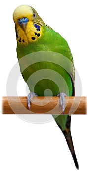 Australian Green Parrot isolated