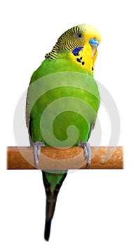 Australian Green Parrot isolated