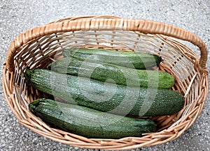 Australian Green Summer squash