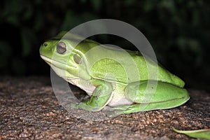 Australian Green Tree Frog