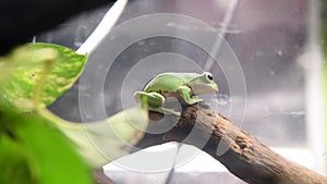 Australian green tree frog