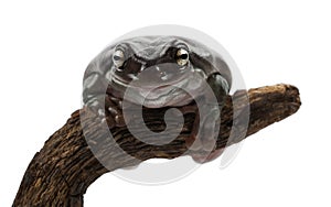 Australian Green Tree Frog