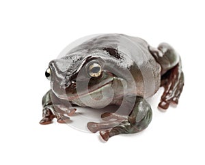 Australian Green Tree Frog