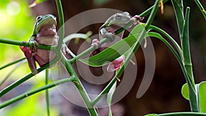 Australian Green Tree Frog