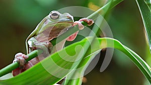 Australian Green Tree Frog