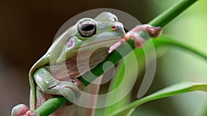 Australian Green Tree Frog