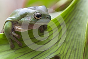 Australian Green Tree Frog