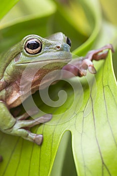 Australian Green Tree Frog