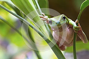 Australian Green Tree Frog