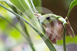 Australian Green Tree Frog