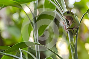 Australian Green Tree Frog