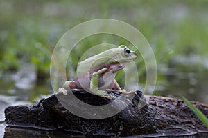 Dumpy frog on a leaf in tropical garden