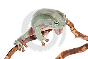 The Australian green tree frog on a branch isolated on white background with clipping path and full depth of field