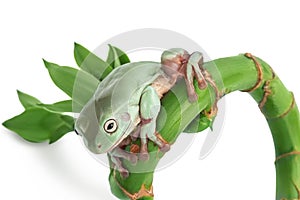 The Australian green tree frog isolated on white background with clipping path and full depth of field