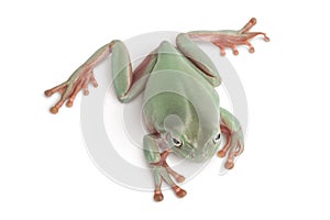 The Australian green tree frog isolated on white background with clipping path and full depth of field, Top view. Flat
