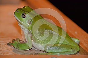 Australian green tree frog, Litoria caerulea