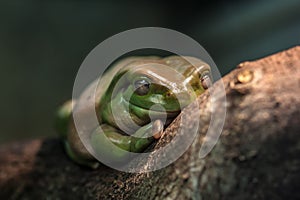 Australian green tree frog (Litoria caerulea)