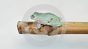 Australian Green Tree Frog portrait against white background