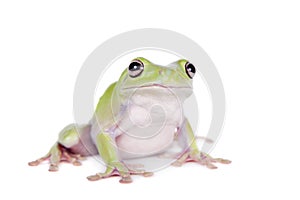 Australian Green Tree Frog on white background