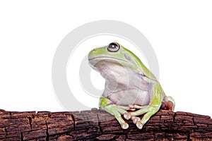 Australian Green Tree Frog on white background
