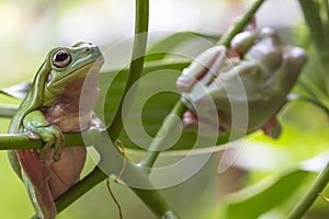 Australian Green Tree Frogs