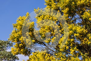 Australian Green Wattle